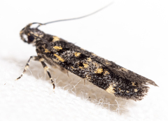 Chionodes bicostomaculella