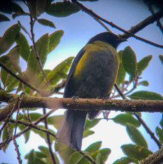 Phainoptila melanoxantha