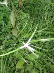 Rhynchospora nervosa