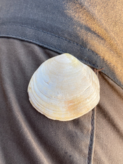 Pseudarcopagia disculus