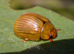 Paropsisterna lignea