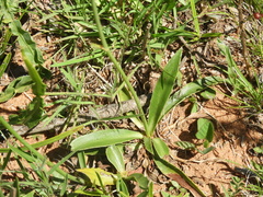 Eryngium sanguisorba