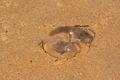 Conuber