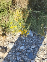 Lepidospartum squamatum