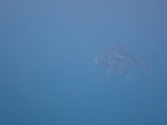 Alectis ciliaris