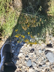 Lepidospartum squamatum