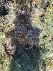 Lepidospartum squamatum