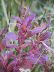 Hypericum virginicum