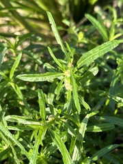 Alternanthera sessilis