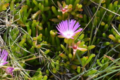 Disphyma crassifolium