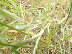 Chrysocephalum apiculatum