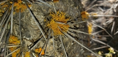 Teloschistes flavicans
