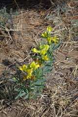 Thermopsis mongolica