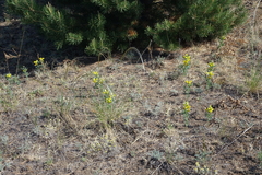 Thermopsis mongolica