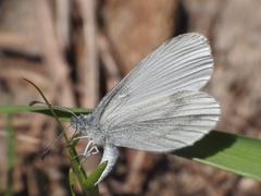 Leptidea sinapis