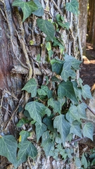 Hedera rhombea