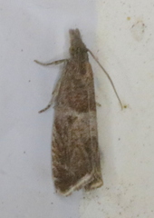 Dichrorampha acuminatana