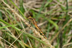 Diplacodes melanopsis