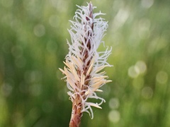 Eleocharis acuta