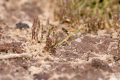 Eragrostis dielsii