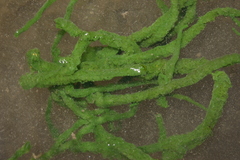 Spongilla lacustris