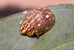 Paropsis geographica