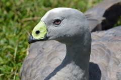 Cereopsis novaehollandiae