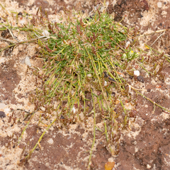 Eragrostis dielsii