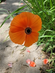 Papaver orientale