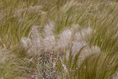 Austrostipa drummondii