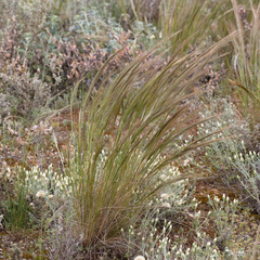 Austrostipa nitida