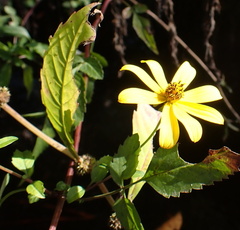 Bidens mitis