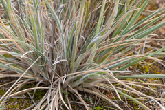 Austrostipa drummondii