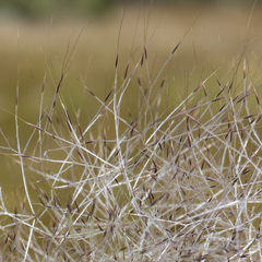 Austrostipa elegantissima