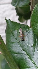 Xanthocryptus novozealandicus