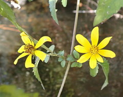Bidens mitis
