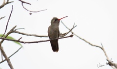 Phaeoptila sordida