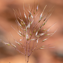 Pentameris airoides airoides