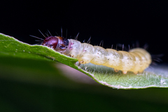 Psilocorsis reflexella