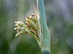 Juncaceae