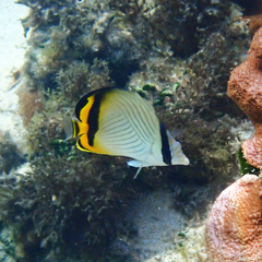 Chaetodon vagabundus