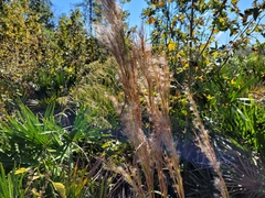 Andropogon floridanus