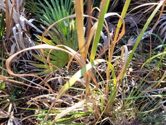 Andropogon floridanus