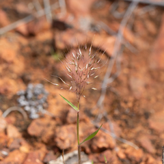 Pentameris airoides airoides
