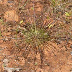 Aristida contorta