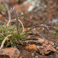 Tripogonella loliiformis