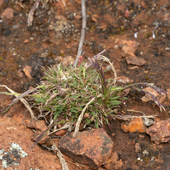 Tripogonella loliiformis