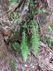 Notogrammitis heterophylla