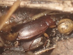 Calathus ruficollis