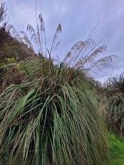Austroderia richardii